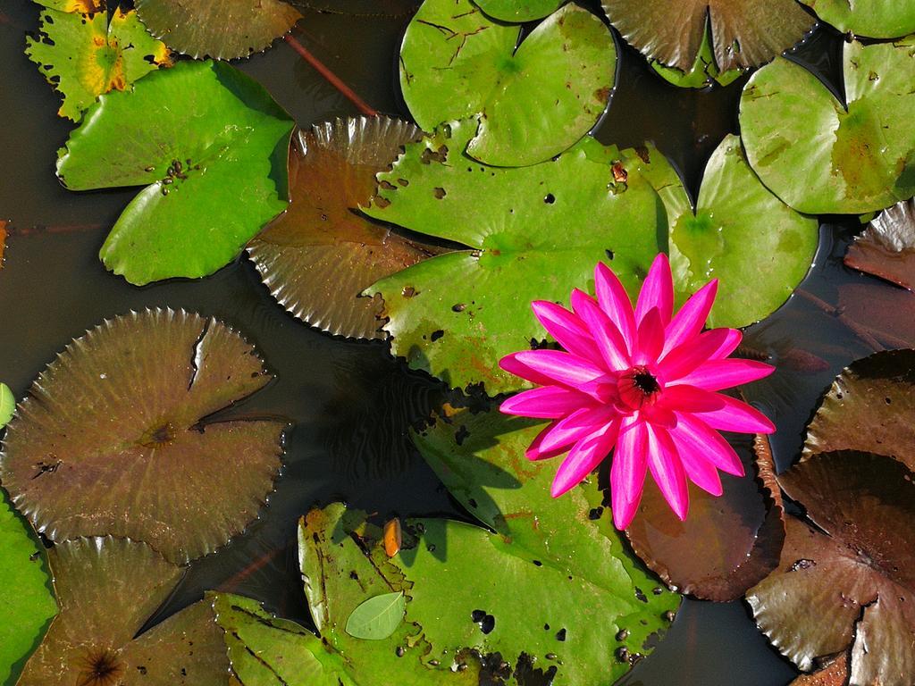 Nisarga Nirvana River House Pensjonat Mangalore Zewnętrze zdjęcie