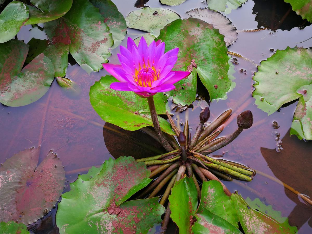 Nisarga Nirvana River House Pensjonat Mangalore Zewnętrze zdjęcie